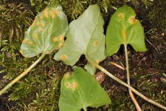 Puccinia orbicula