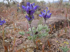 Lupinus malacophyllus