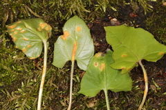 Puccinia orbicula