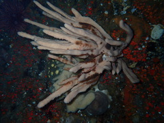 Amphilectus digitatus