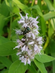 Trichiotinus piger