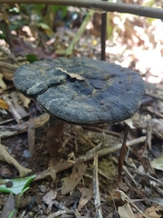 Sanguinoderma rugosum