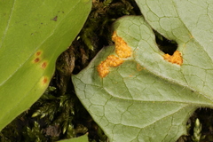 Puccinia orbicula