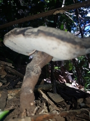 Sanguinoderma rugosum