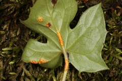 Puccinia orbicula