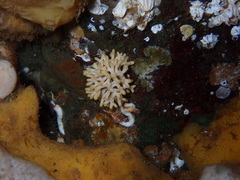 Heteropora pacifica