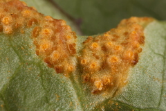 Puccinia orbicula