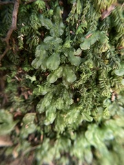 Symphyogyna podophylla