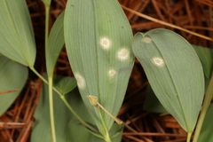 Puccinia sessilis