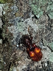 Apteropilo humerofuscus