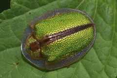 Physonota nitidicollis