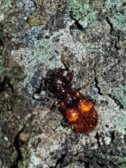 Apteropilo humerofuscus