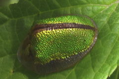 Physonota nitidicollis