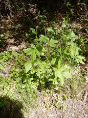 Geum canadense texanum