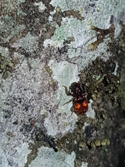 Apteropilo humerofuscus