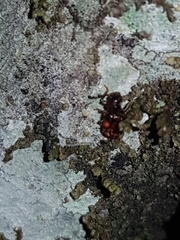 Apteropilo humerofuscus