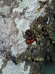 Apteropilo humerofuscus