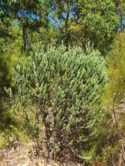 Adenanthos