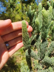 Adenanthos