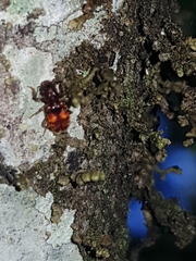 Apteropilo humerofuscus