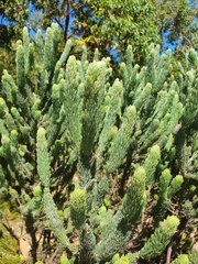 Adenanthos