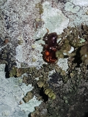 Apteropilo humerofuscus