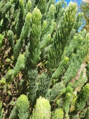 Adenanthos