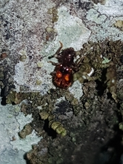 Apteropilo humerofuscus