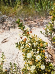 Acacia huegelii