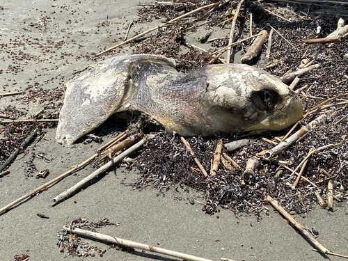 Kemp's Ridley Sea Turtle photographed in Louisiana