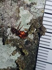 Apteropilo humerofuscus