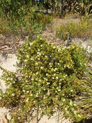 Acacia huegelii