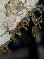 Apteropilo humerofuscus