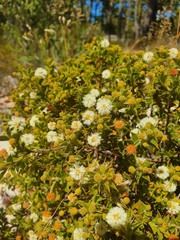 Acacia huegelii