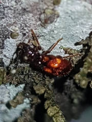 Apteropilo humerofuscus