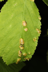 Taphrina ulmi