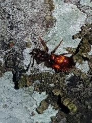 Apteropilo humerofuscus