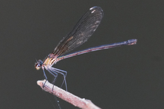 Hetaerina occisa