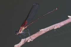Hetaerina occisa