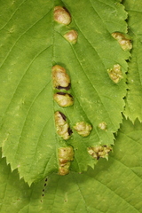 Taphrina ulmi