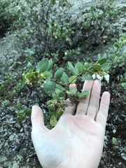 Arctostaphylos pechoensis