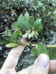 Arctostaphylos pechoensis