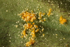 Trachyspora intrusa