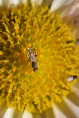 Dioxyna picciola