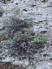 Arctostaphylos pechoensis