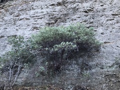 Arctostaphylos pechoensis