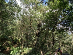 Symplocos setchuensis