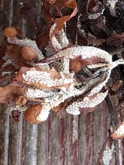 Jellyella tuberculata