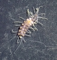 Amblyosyllis