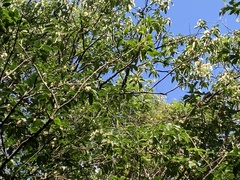 Symplocos setchuensis